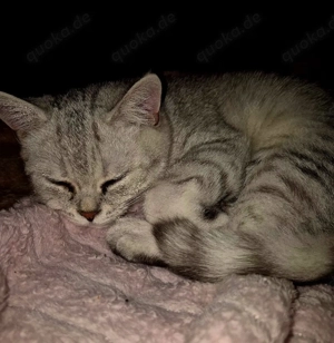 Zuckersüße BKH Kitten Silver Shaded Bild 3