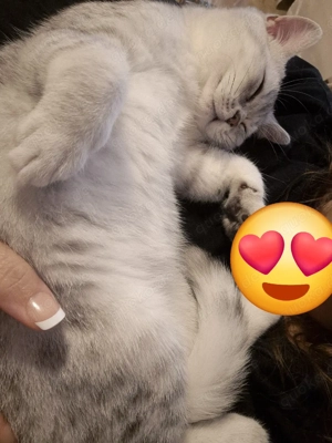 Zuckersüße BKH Kitten Silver Shaded Bild 4