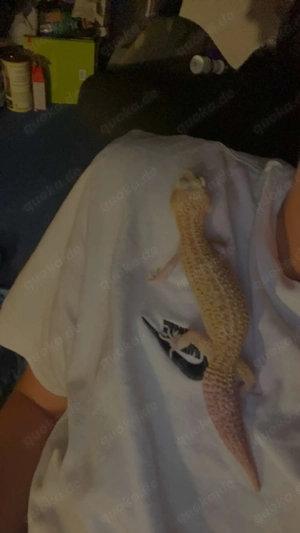 Leopardgecko Raptor Tremper Albino Dame zum tausch oder zum verkauf  