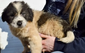 Jamy ist auf der Suche nach seinem Heim