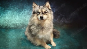 Pomsky Minihusky Zwerghusky 7 kilo