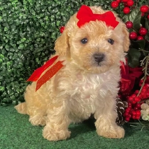 Maltipoo Welpen