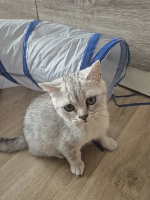 Zuckersüße BKH Kitten Silver Shaded Bild 5