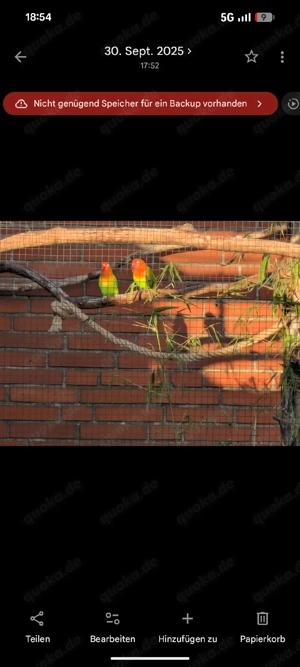 suche Pfirsichköpfchen etc  Bild 3