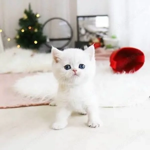 Weiße Britisch Kurzhaar-Kätzchen.