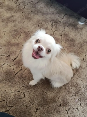 Wunderschöner blonder chihuahua.