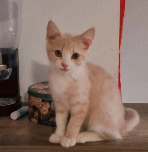 Maine-Coon Mischling Toffee sucht Zuhause