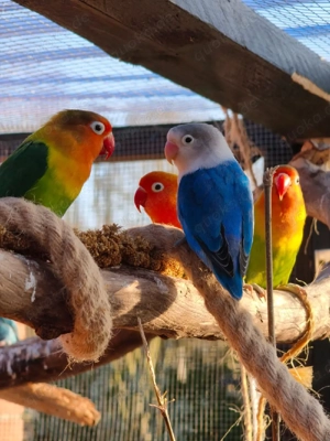 suche Pfirsichköpfchen etc 