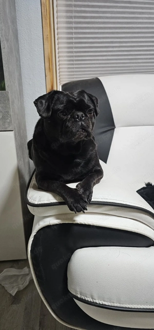 Retro Mops Hündin schweren Herzens abzugeben