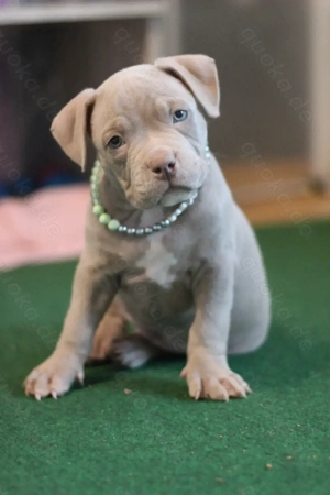 Wunderschöne American Bully Pocket Welpen bereit zum Auszug