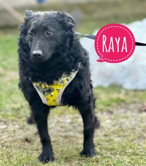 Raya, zarte und sanfte Mischlingshündin, Kroatischer Schäferhund Mudi