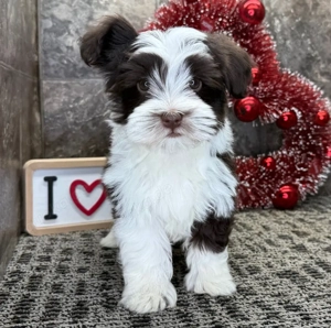 Liebevolle Havaneser Welpen 