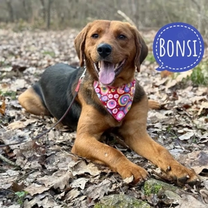 Bonsi, wunderhübscher Traumhund