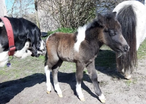 Shetty Hengst 4 Jahre Bild 2