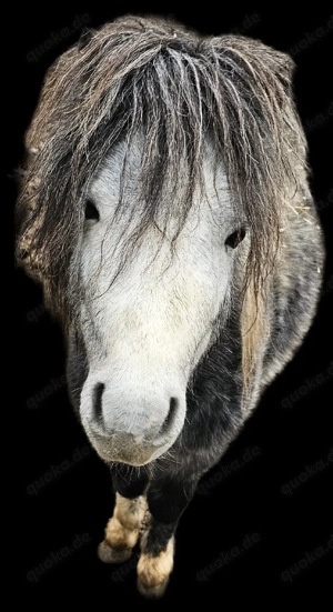 Shetty Hengst 4 Jahre Bild 4