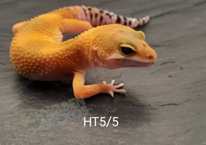 Leopardgecko Super Hypo Tangerine Carrot Tail (Baldy) Männchen 