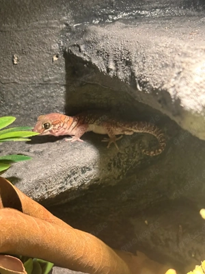 madagaskar großkopfgecko   picta