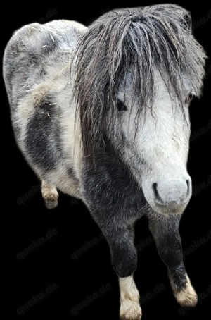 Shetty Hengst 4 Jahre Bild 3