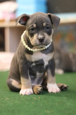 Wunderschöne American Bully Pocket Welpen bereit zum Auszug 