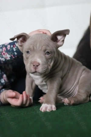 Wunderschöne American Bully Pocket Welpen bereit zum Auszug 