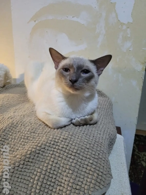 Siam Lila-Point 12 Monate alt 