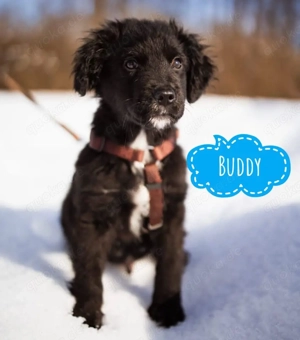 Buddy, wundersüßer Welpe, Mudi Kroatischer Schäferhund Mix