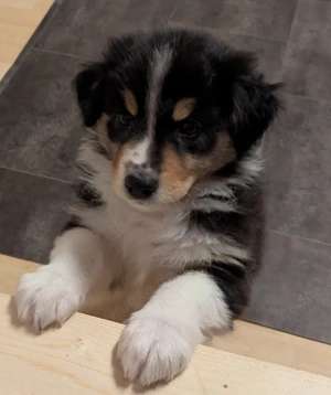 Australian Shepherd  Welpe 