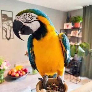 Ara Gelbbrustaras (Gezähmt und beringt) 