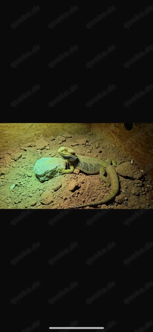 Männliche Bartagame