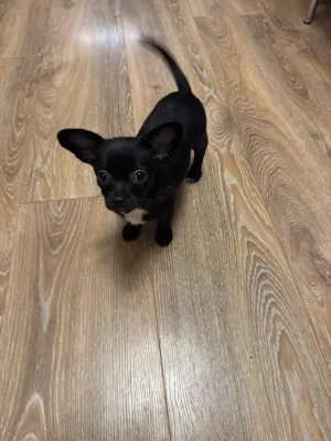 Zwei süße Chihuahua-Rüden suchen ihr Für-immer-Zuhause