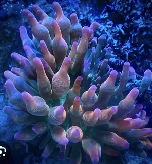 Entacmaea quadricolor  Sunburst  (Blasen- Kupferanemone).