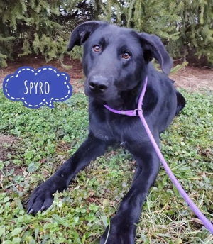 Spyro, mit allen verträglicher und lieber Labrador Mix