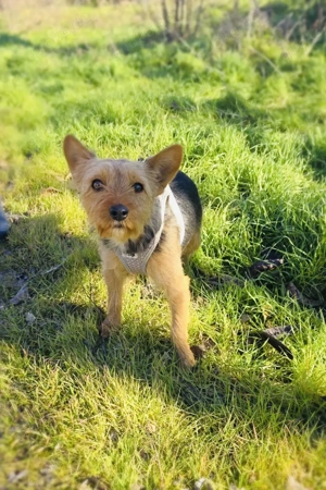 Gigi ein Yorkie Mix Mädchen 