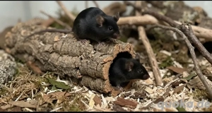 Zwei pechschwarze Glücksbringer suchen ihr Für-immer-Zuhause