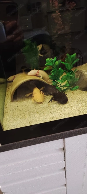 Aquarium mit Axolotl zu verkaufen 