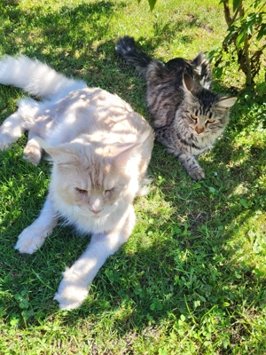 Xxl  Coonikitten mit Champions in der Abstammung  Bild 9