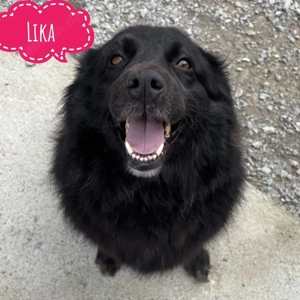 Lika, absolute Traumhündin, lieb, verträglich, wunderhübsch