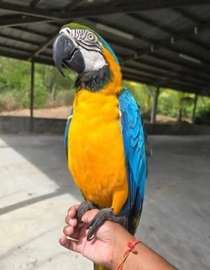 Gelbbrustara weibchen Handzahm 