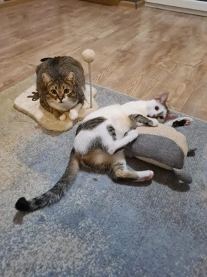 menschenbezogene, liebe Katzen Helga und Tochter Elsa suchen zusammen ein liebevolles Zuhause Bild 7