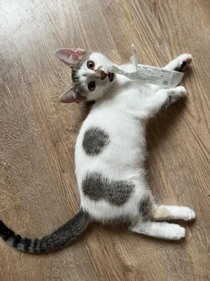 menschenbezogene, liebe Katzen Helga und Tochter Elsa suchen zusammen ein liebevolles Zuhause Bild 4