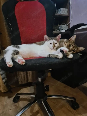 menschenbezogene, liebe Katzen Helga und Tochter Elsa suchen zusammen ein liebevolles Zuhause