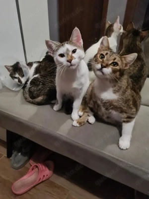 menschenbezogene, liebe Katzen Helga und Tochter Elsa suchen zusammen ein liebevolles Zuhause Bild 8