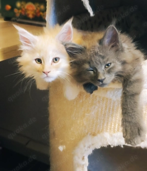Maine Coon Prinzen -xl- reinrassig 