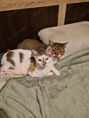 menschenbezogene, liebe Katzen Helga und Tochter Elsa suchen zusammen ein liebevolles Zuhause Bild 3