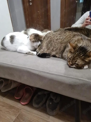 menschenbezogene, liebe Katzen Helga und Tochter Elsa suchen zusammen ein liebevolles Zuhause Bild 2