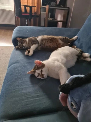menschenbezogene, liebe Katzen Helga und Tochter Elsa suchen zusammen ein liebevolles Zuhause Bild 9