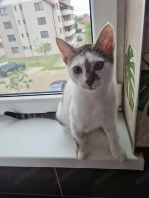 menschenbezogene, liebe Katzen Helga und Tochter Elsa suchen zusammen ein liebevolles Zuhause Bild 10