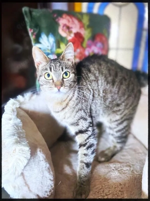 fröhlicher junger Kater Hase sucht ein tolles Zuhause