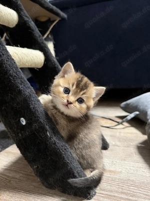 Zwei britisch Kurzhaar Kitten zu verkaufen