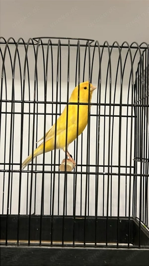 Kanarienvogel